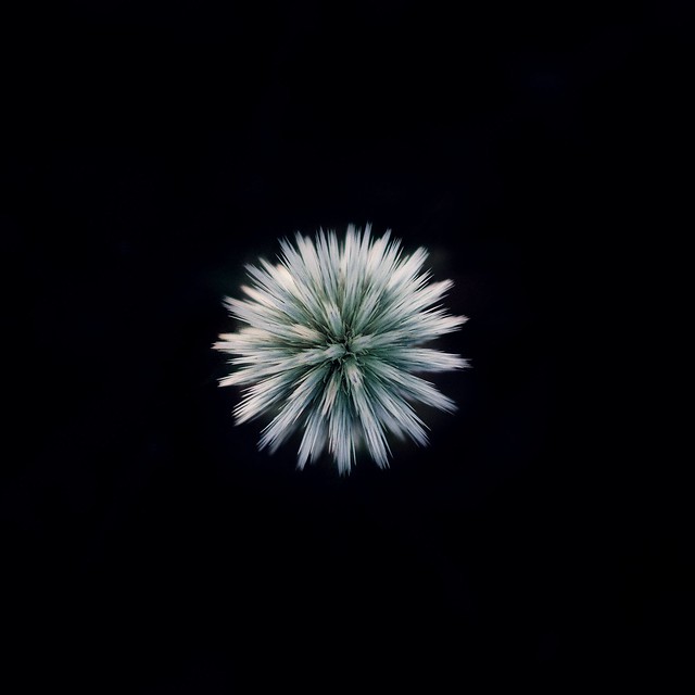The virus flower