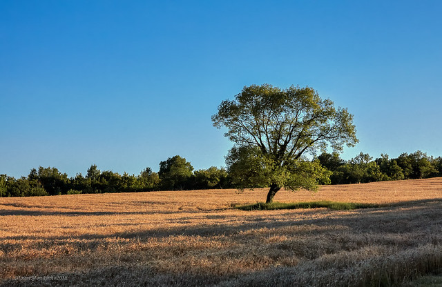 Niska pšenica na blagim padinama sa zapadne strane Čepić polja