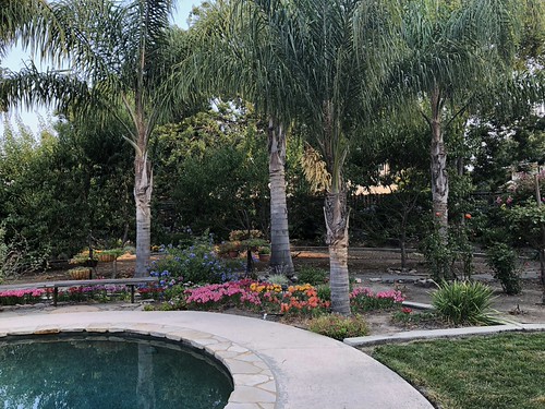BACKYARD 08-08-2018 (13) | by ussiwojima
