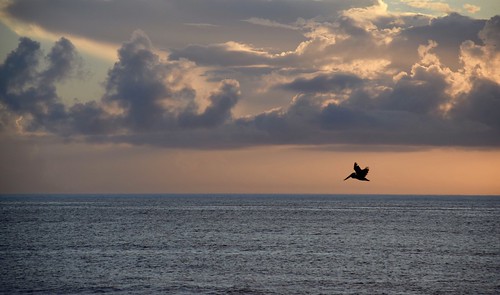 clouds pelican flight dawn sky bird ocean sunrise