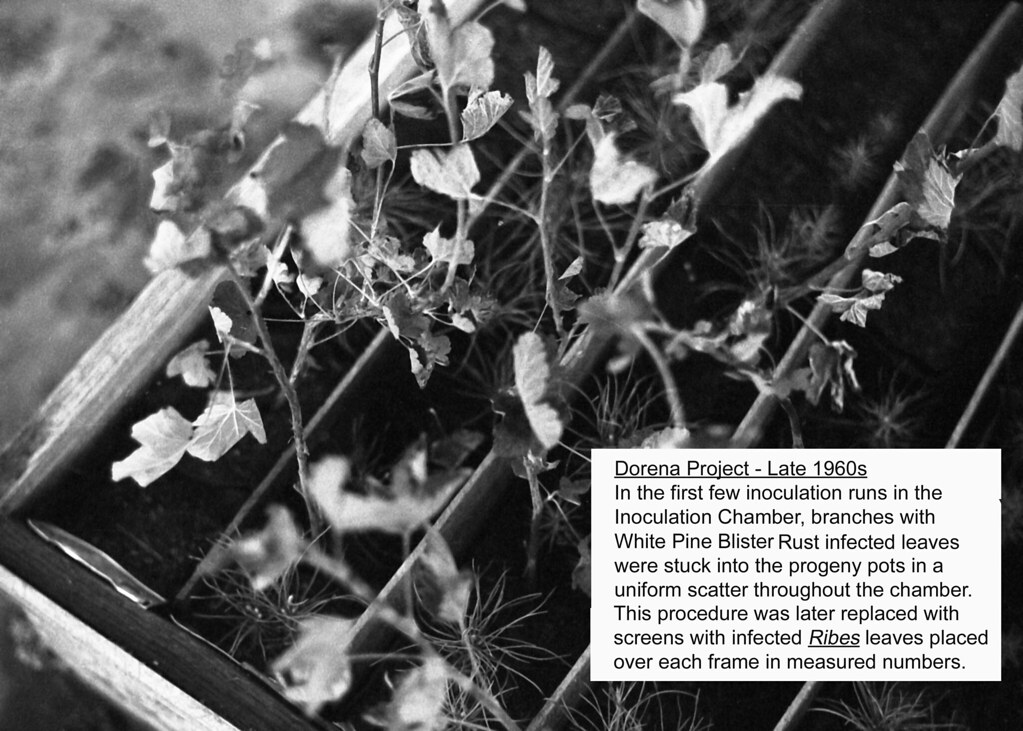 First Inoculation c.1967. In the first few inoculation runs in the inoculati… | Flickr