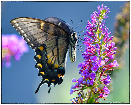 butterflies californiawoodspark raphaelkopanphotography d500 nikkor200f4macro wildlife