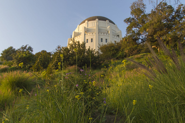 Spring Flowers and the Observatory