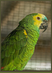 parrot24jul18_1915b9