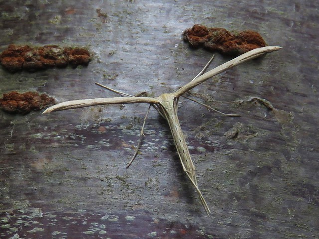 Common Plume Moth (Emmelina monodactyla)