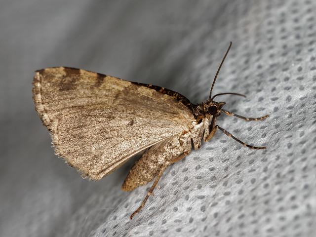July Highflyer Moth