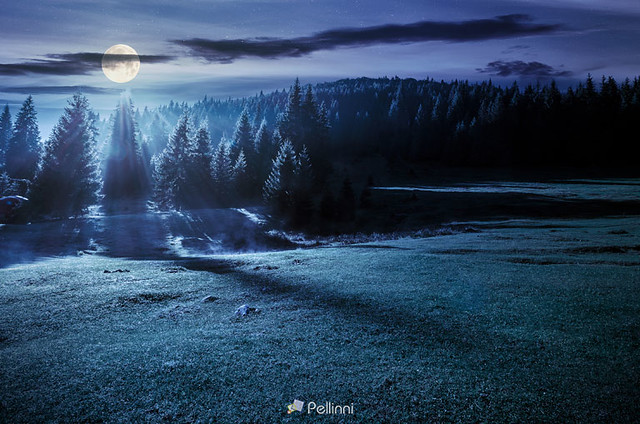 forest on grassy meadow at foggy night-151807