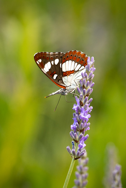 Southern White Admiral in the lavender