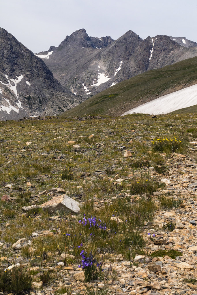 Niwot Ridge
