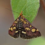 Purpurroter Zünsler (Common Crimson-and-Gold Moth, Pyrausta purpuralis)