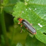 Rotschwarzer Weichkäfer (Pellucide Soldier Beetle, Cantharis pellucida)