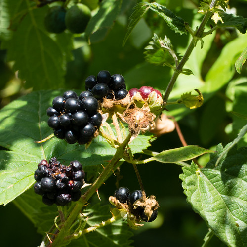 Blackberries: half-ripe, ripe, over-ripe