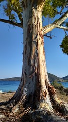 Eucalyptus by the sea #04