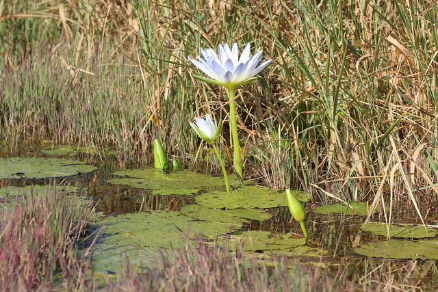 Nymphaea nouchali var. caerulea (Blue Water Lily)
