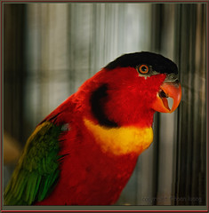 parrot24jul18_2205b9