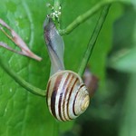 Garten-Bänderschnecke (White-lipped Snail, Cepaea hortensis)