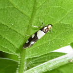 Birken-Faulholzmotte (Birch Concealer Moth, Eratophyes amasiella)