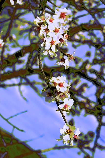 Almond Blossom !