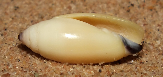 Olive-shaped mitre (Scabricola olivaeformis) under side
