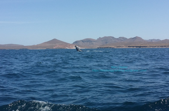 Humpback whale BREACH La Paz Mexico