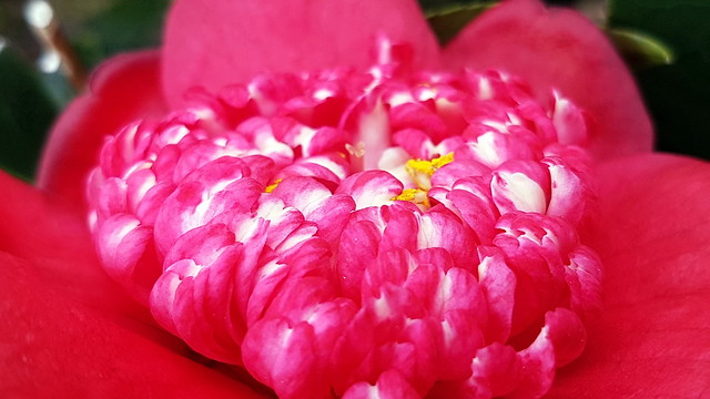Fleur de Camelia, symbole de la fierté d'aimer