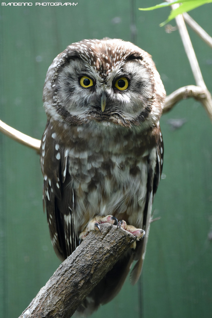 Tengmalm's Owl - Zoo Hluboka