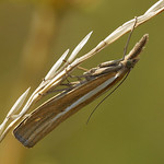 Gestreifter Graszünsler (Common Grass-veneer, Agriphila tristella)