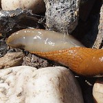 Gewöhnliche Wegschnecke (Spanish Slug, Arion vulgaris), Fuß