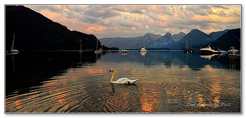swan king wolfgangsee salzburg upper alps lake sun reflections europe sky mountain boat water ausria landscape forest tree grass field austria