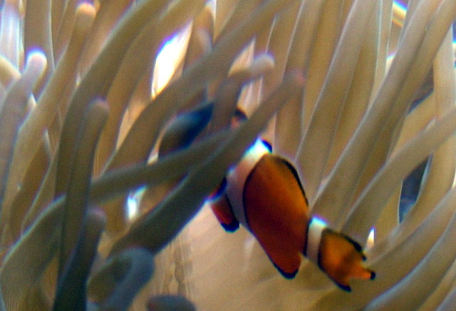 Finding Nemo - London Aquarium, London, England -  2005