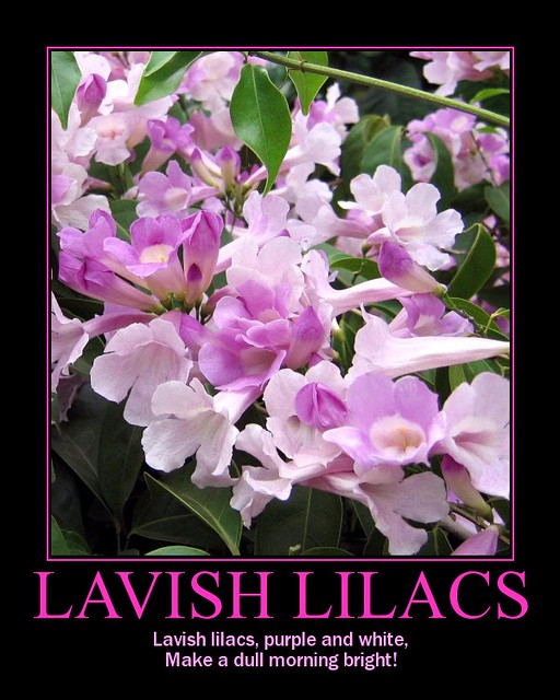 Lavish Lilac Blossoms