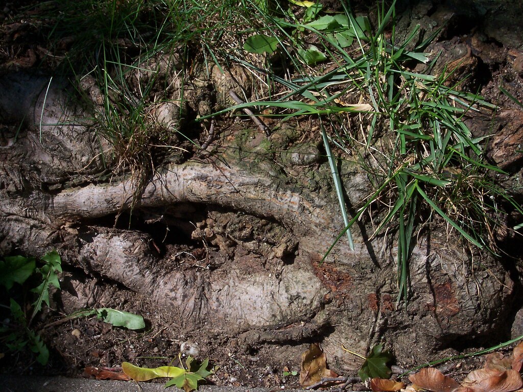 Green Maple Roots Maple Roots | These are some of the roots of the maple tree … | Flickr