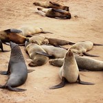 Cape Cross Seal Reserve