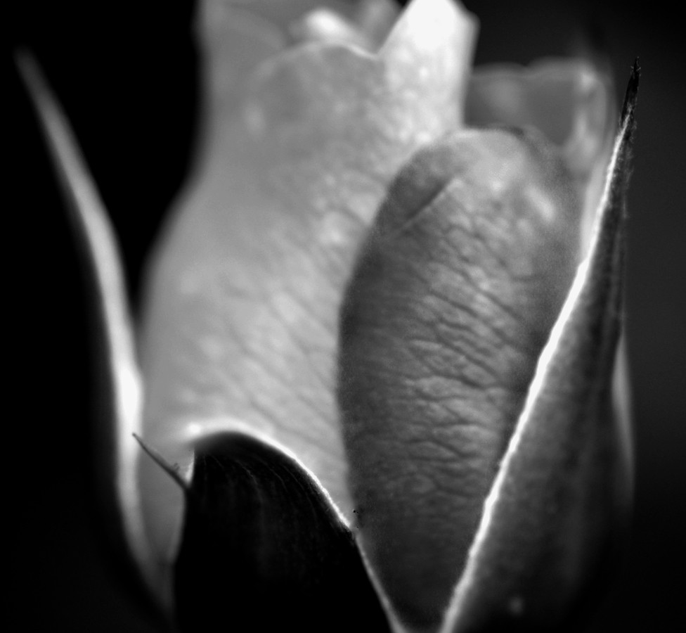 Dark Rose | Terrance | Flickr