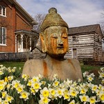 Fri, 03/16/2012 - 11:15am - Buddha with Bright Yellow Daffodils Bloom in Foreground, Bare Trees Blue Sky in Background
