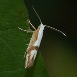 Kirschblütenmotte (Cherry Fruit Moth, Argyresthia pruniella)
