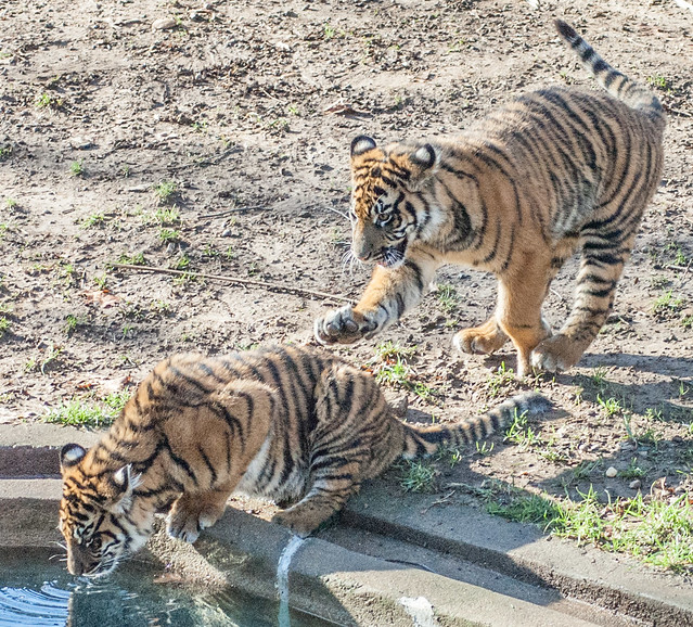 Tiger Cub Running to Reach Its Sibling
