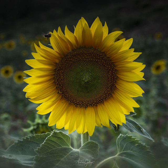 Just a sunflower with its companion