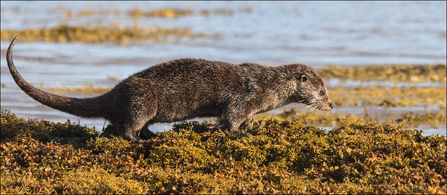 Isle of Mull Otter
