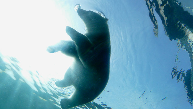Smooth Swimmin Polar Bear Exhibit @  The Columbus Zoo