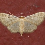 Graurandiger Zwergspanner (Dwarf Cream Wave, Idaea fuscovenosa)