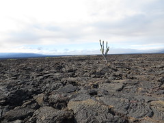Lonesome cactus in a lava field