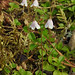 Flickr photo 'Linnaea borealis - Twinflower' by: pihlaviita.