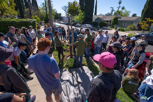 Van Nuys Citizen Forester Planting