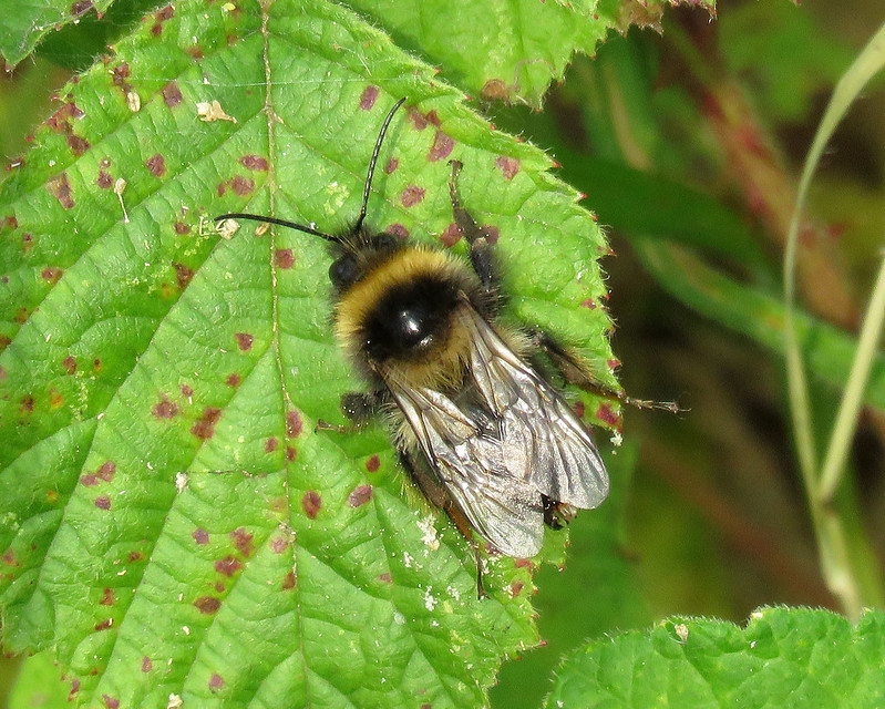Bombus hortorum - Garden Bumblebee [A]
