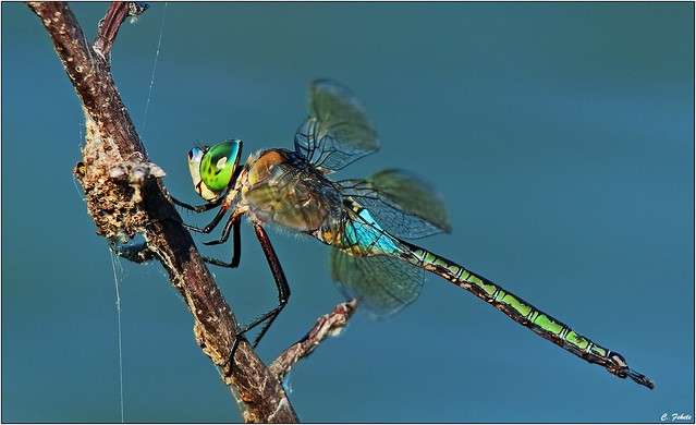 Close-up of female emperor dragonfly