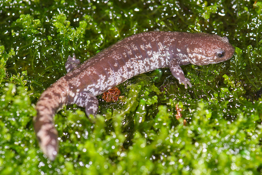 Salamander (Hynobius) | Photo taken by Marshal Hedin "The ...