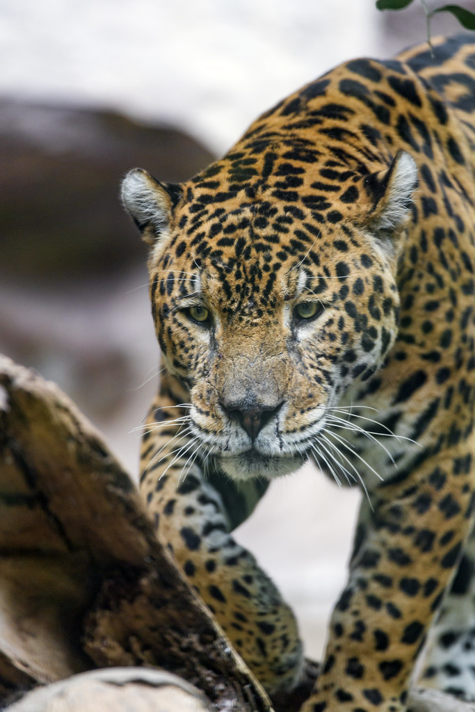 Jaguar approaching... | Another shot of the male jaguar of t… | Flickr