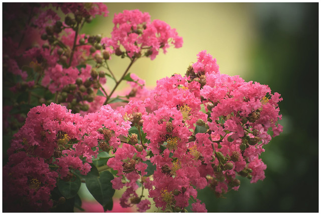 Bunch of pink flowers!!