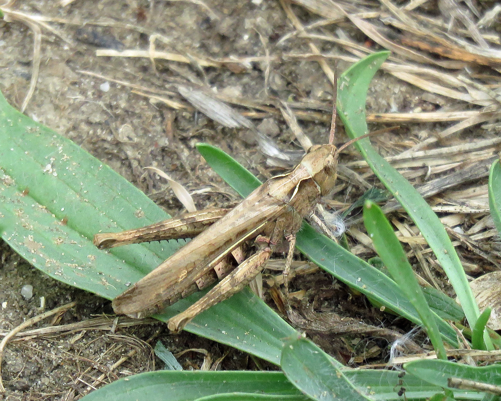 Field Grasshopper - Chorthippus brunneus